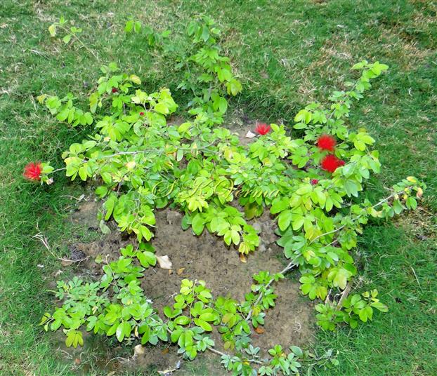  Plant